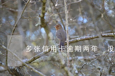 多张信用卡逾期两年 没理 多张信用卡逾期两年 没理
